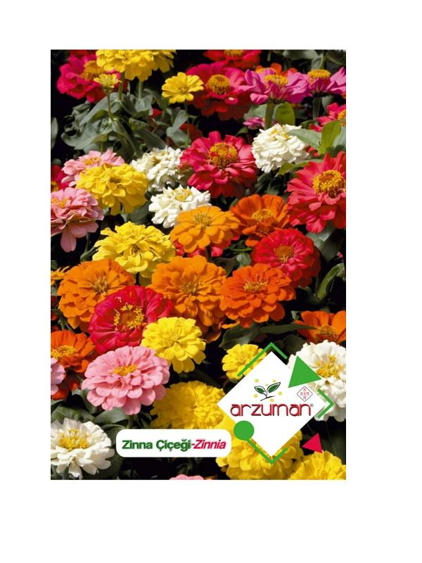 Çiçek TohumlarıARZUMANArzuman Zinna Çiçeği Tohumu 
