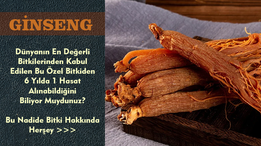 Ginseng