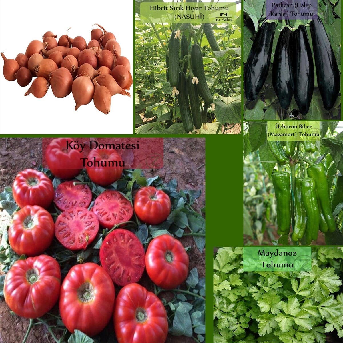 6 Paket Tohum No18 Arpacık Soğan 1 Kg. Hibrit Salatalık F1