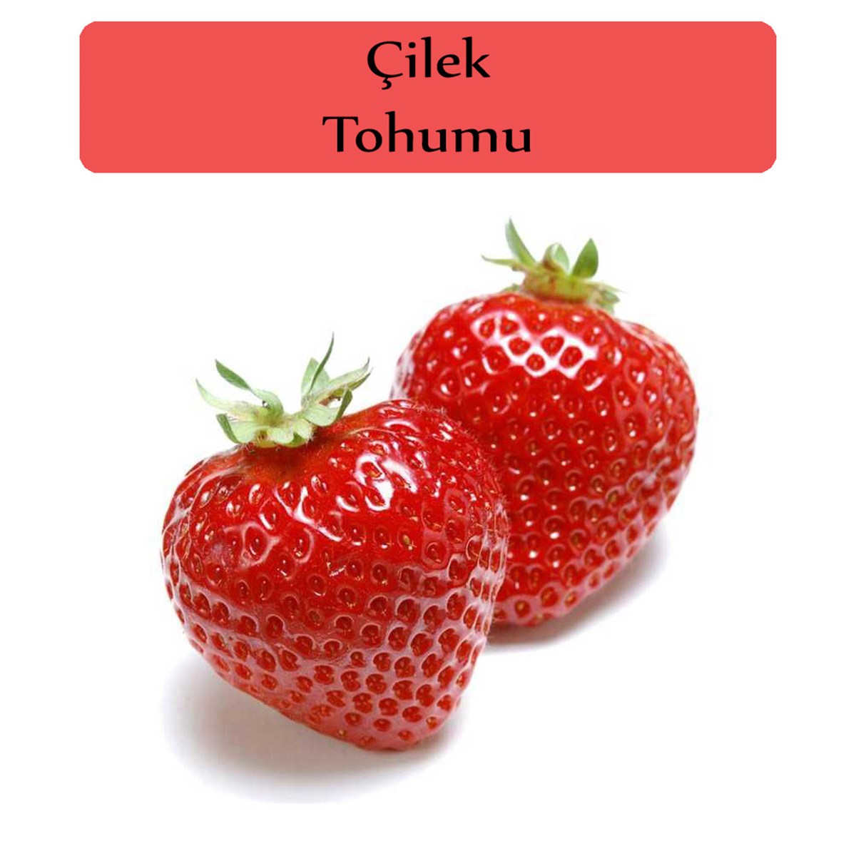 Çilek tohumu 1 Paket (0,5 Gr) Çilek Tohum