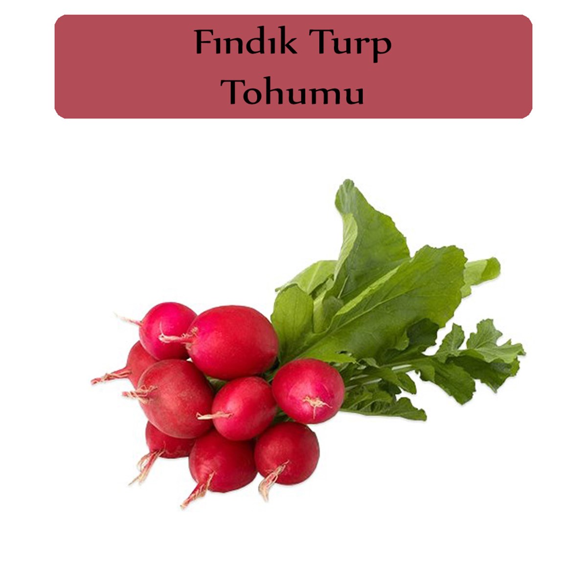 Fındık Turp Tohumu 1 Paket (10Gr=1000+Adet) Turp Tohumu