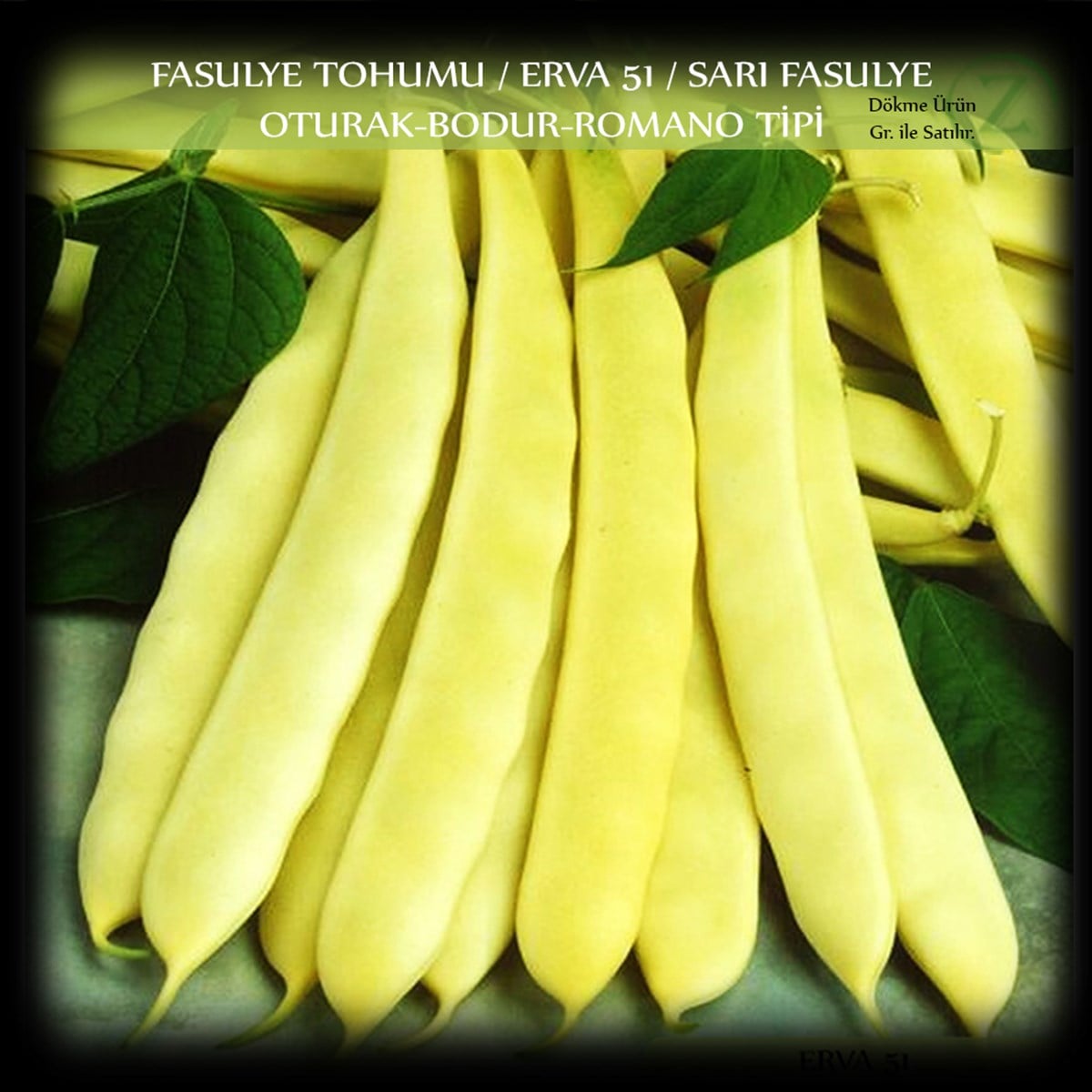 Özel Fasülye Tohumu Erva 51 Sarı Fasulye Tohum