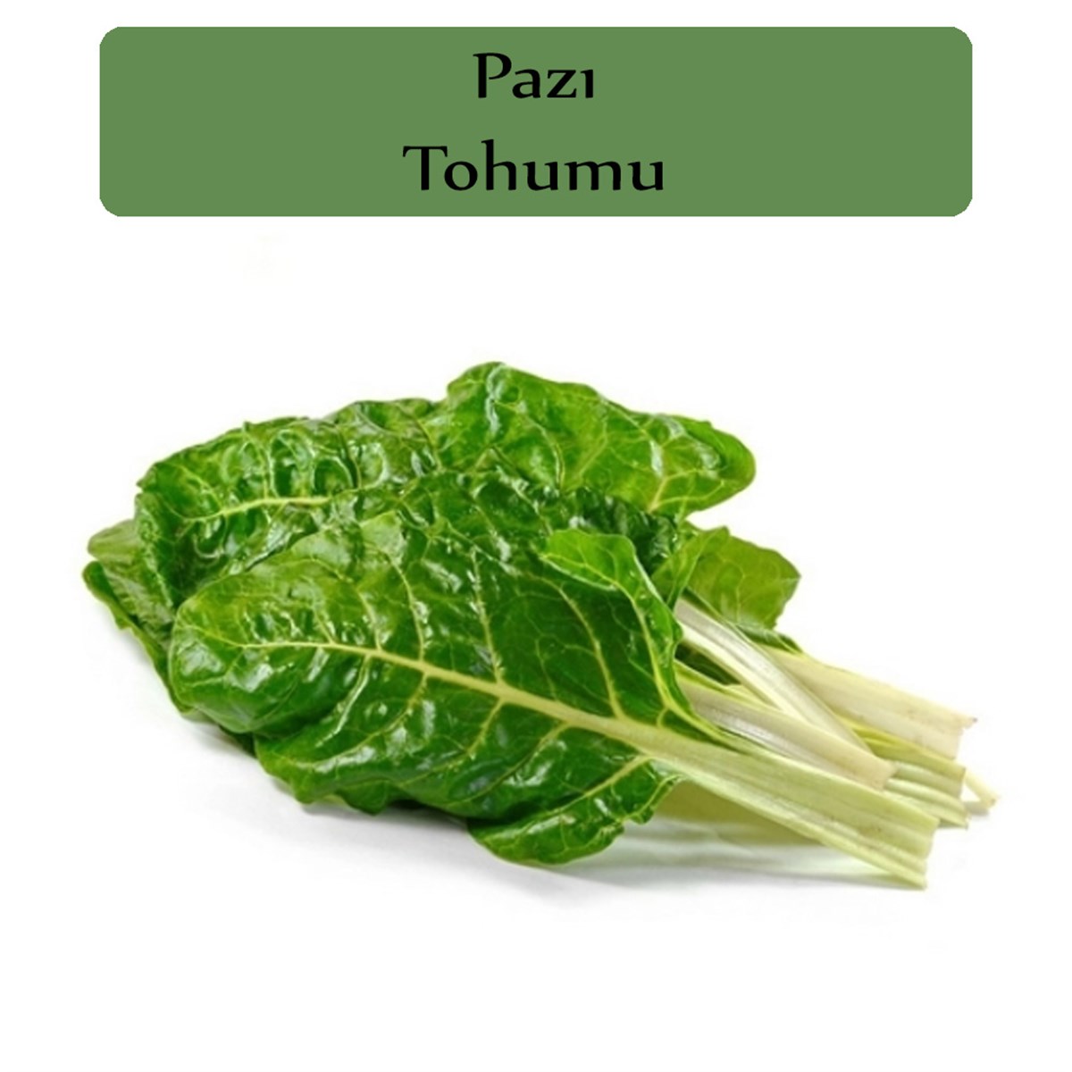Pazı Tohumu 1 Paket (10Gr=1000+ Adet)