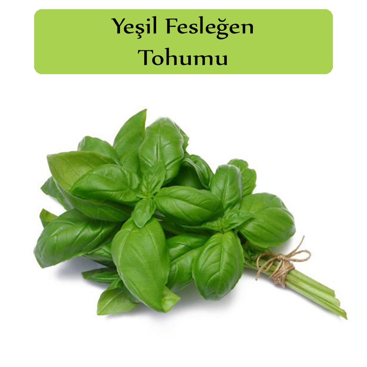 Reyhan Tohumu 1 Paket (3Gr=100+ Adet) Yeşil Fesleğen Tohumu