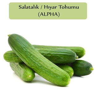 Salatalık Tohumu Beith Alpha 1 Paket (10Gr=300+ Adet) Hıyar Tohumu