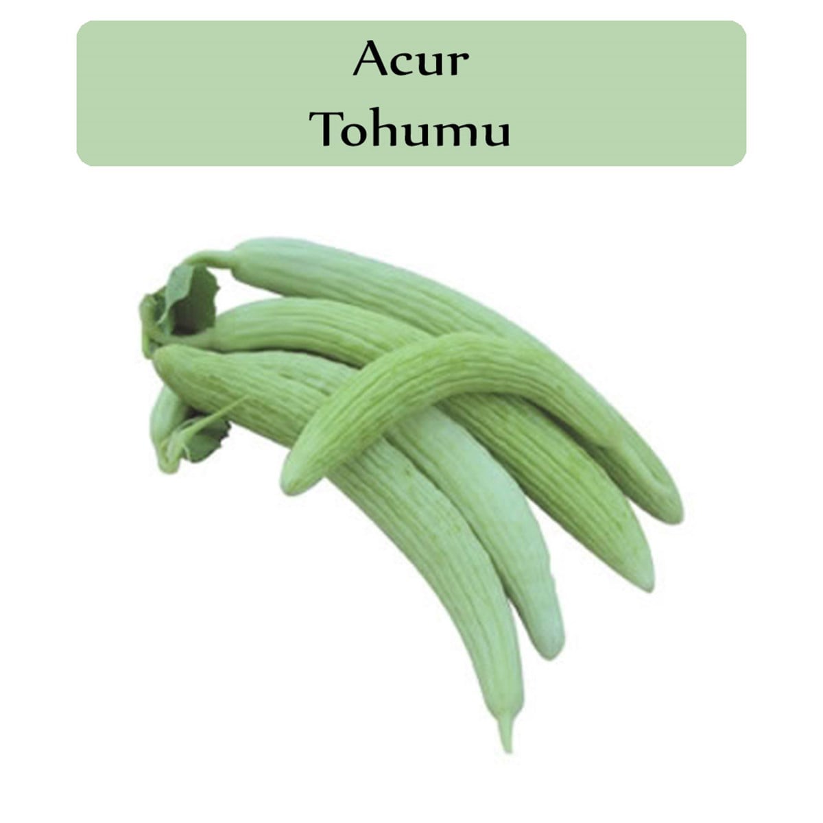 Acur Tohumu 1 Paket (10 Gr=300+ Adet)
