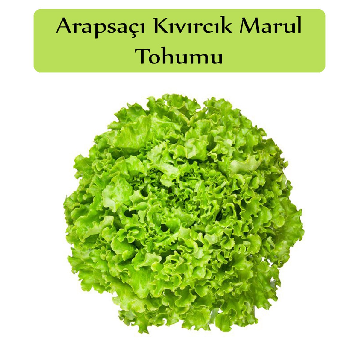 Arapsaçı Marul Tohumu 1 Paket(10Gr=5000+Adet) Kıvırcık Marul