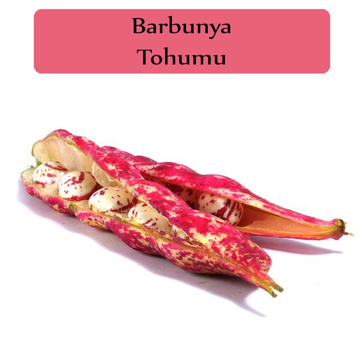 Barbunya Tohumu 1 Paket (10Gr=10+ Adet) Barbunya Tohumu