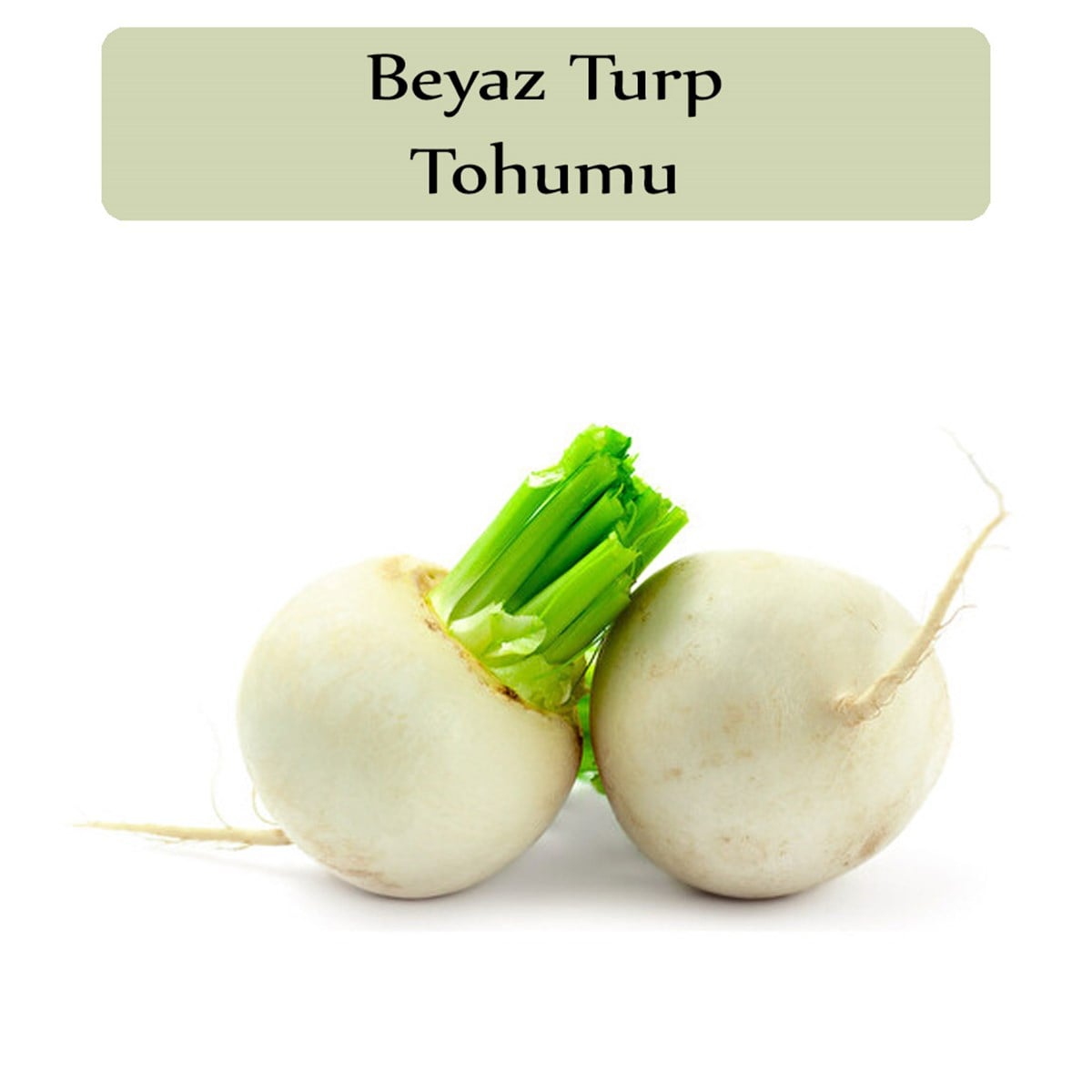Beyaz Turp Tohumu 1 Paket (10Gr=1000+ Adet) Turp Tohumu