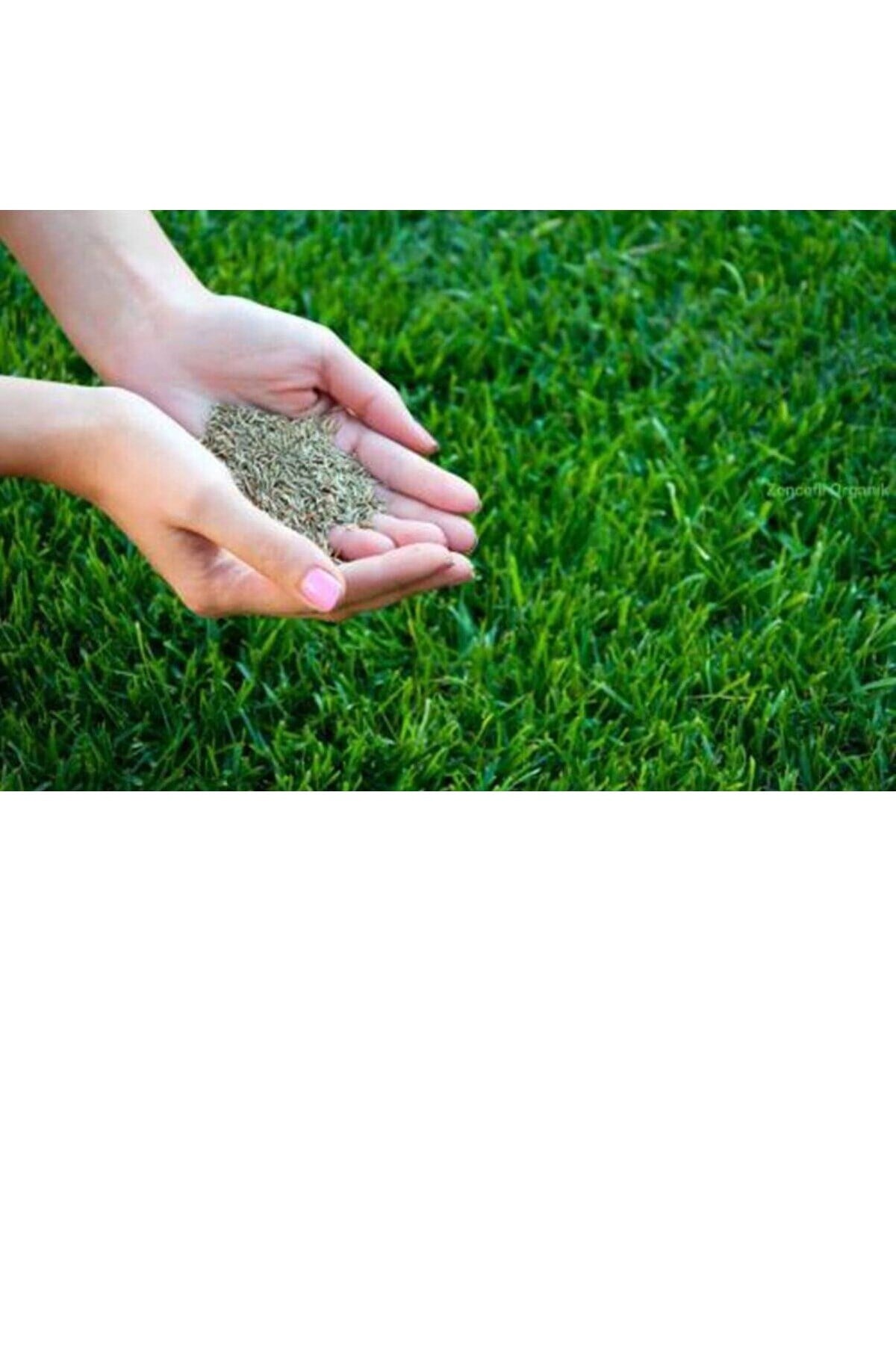 Çim Tohumu 1 Kg. Dinamik 4M Dayanıklı Çim Tohumu