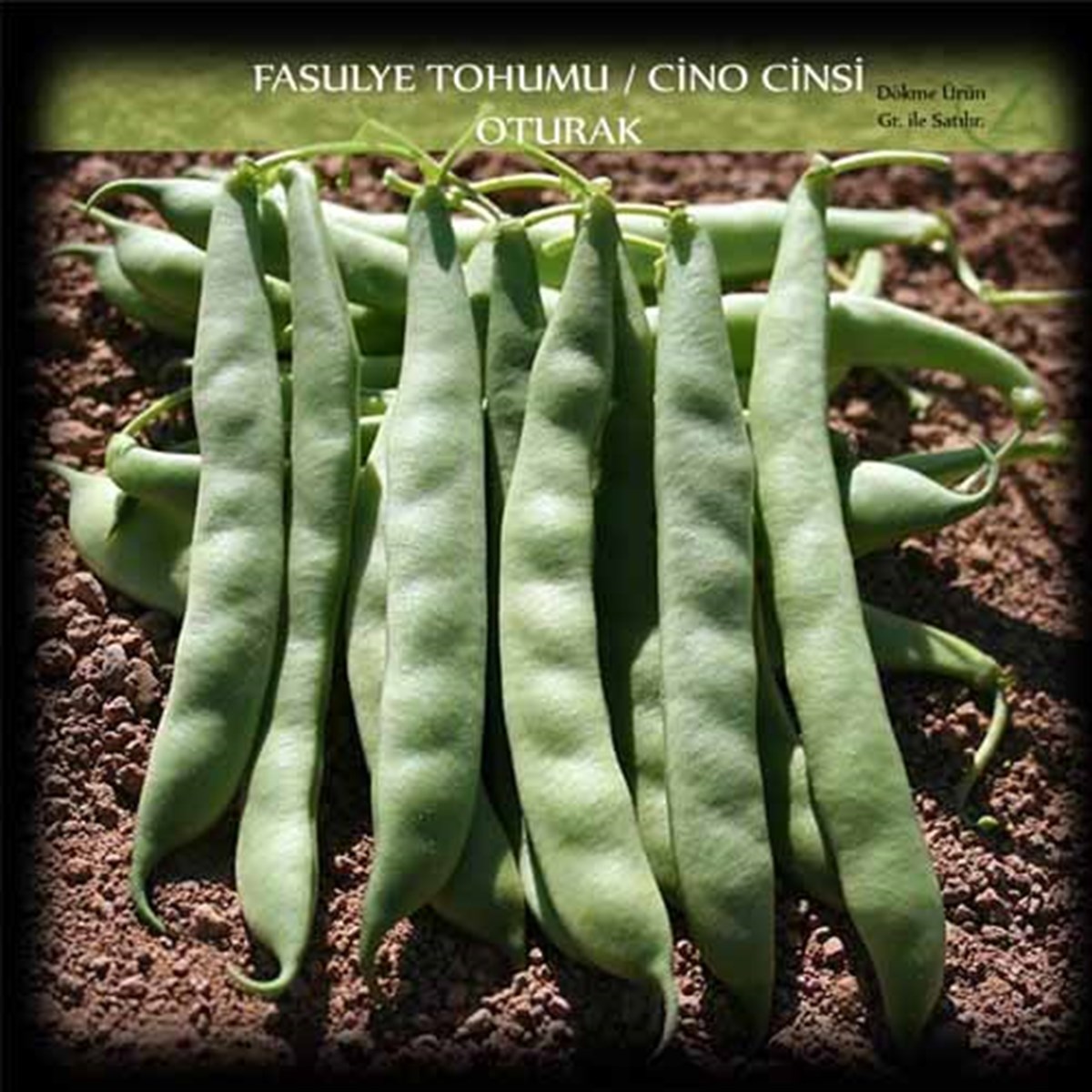 Cino Oturak Fasülye Tohumu Sıla Gina Fasulye Tohumu