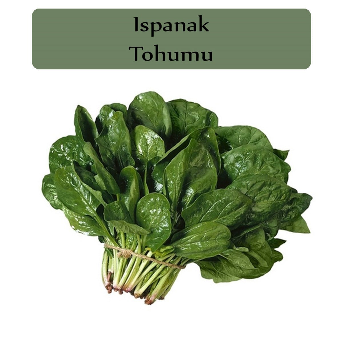 Ispanak Tohumu 1 Paket (10Gr=950+Adet) Matador Ispanak Tohum