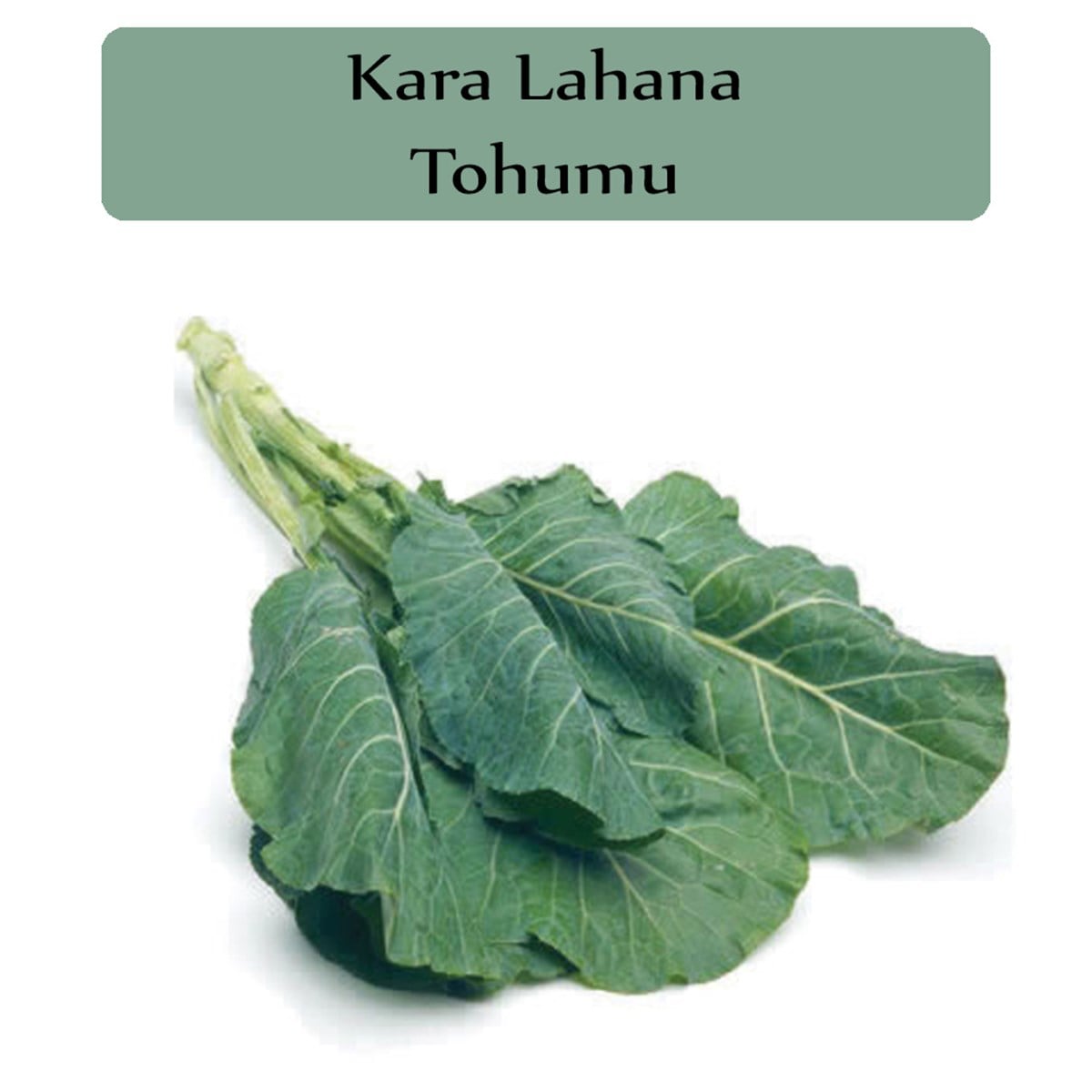 Kara Lahana Tohumu 1 Paket (10Gr=2000+ Adet) Karadeniz Lahana Tohumu