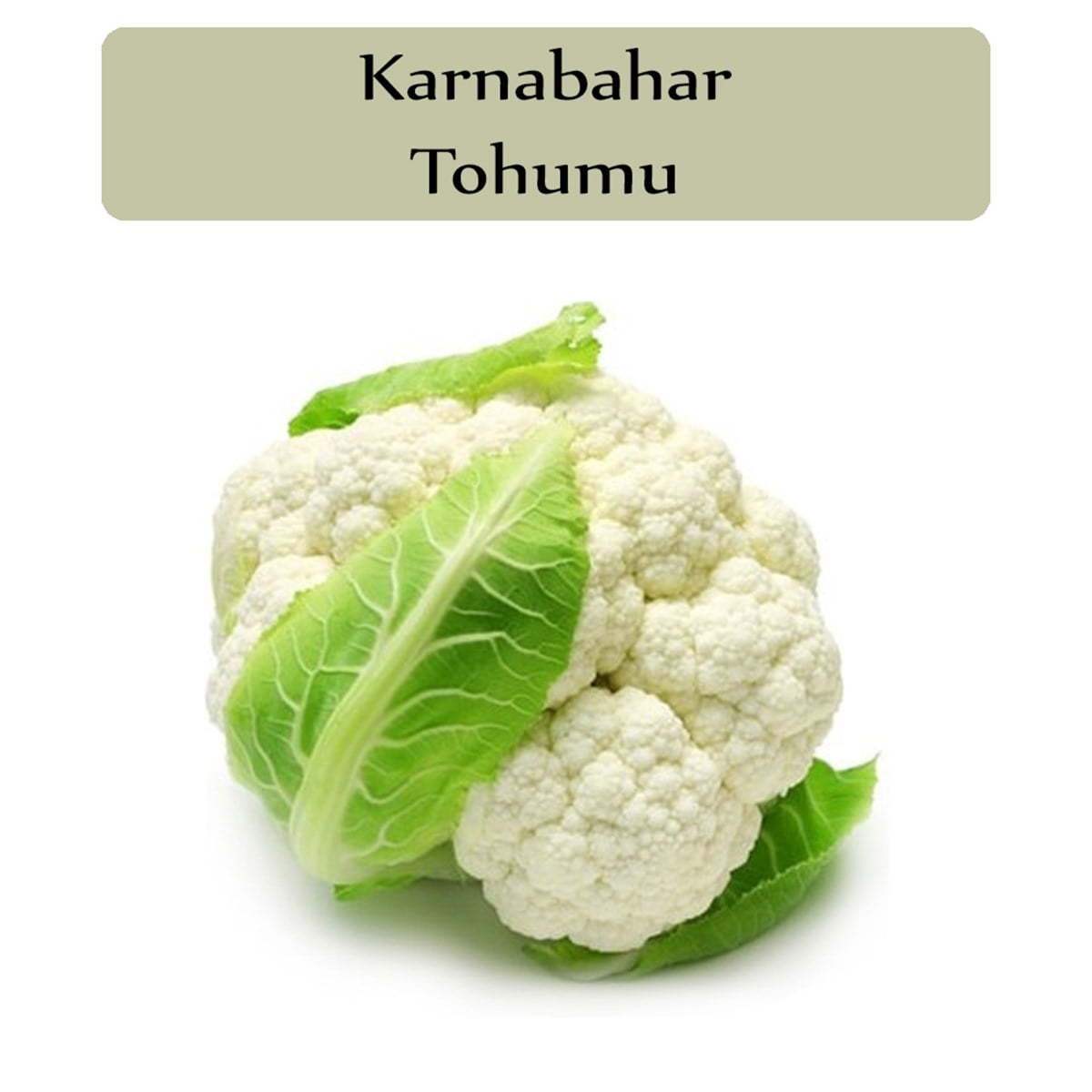 Karnıbahar Tohumu 1 Paket (3Gr=1000+ Adet) Karnabahar Tohumu