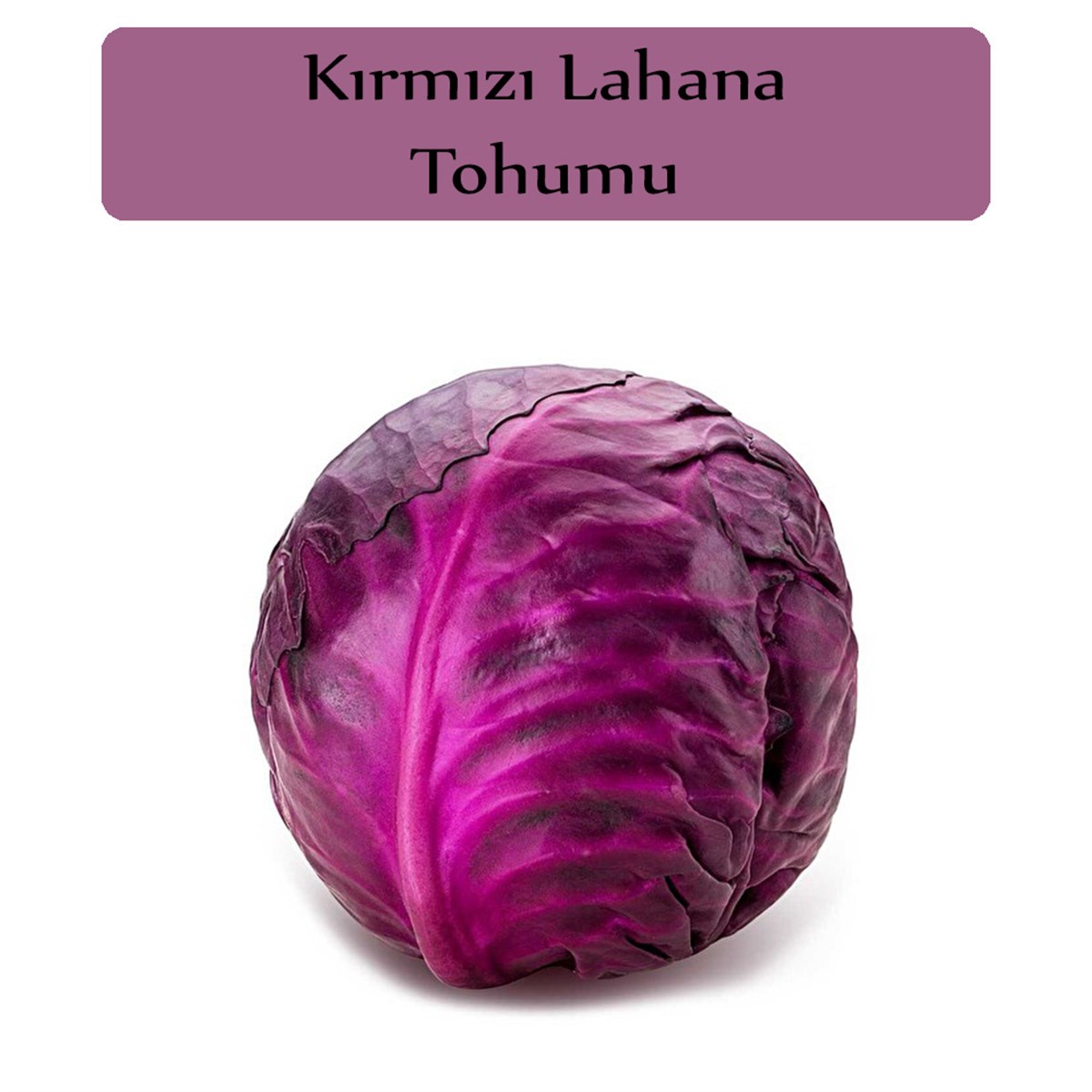 Kırmızı Lahana Tohumu 1 Paket (10Gr=2000+ Adet) Kırmızı Lahana Mohrenkohf Tohumu