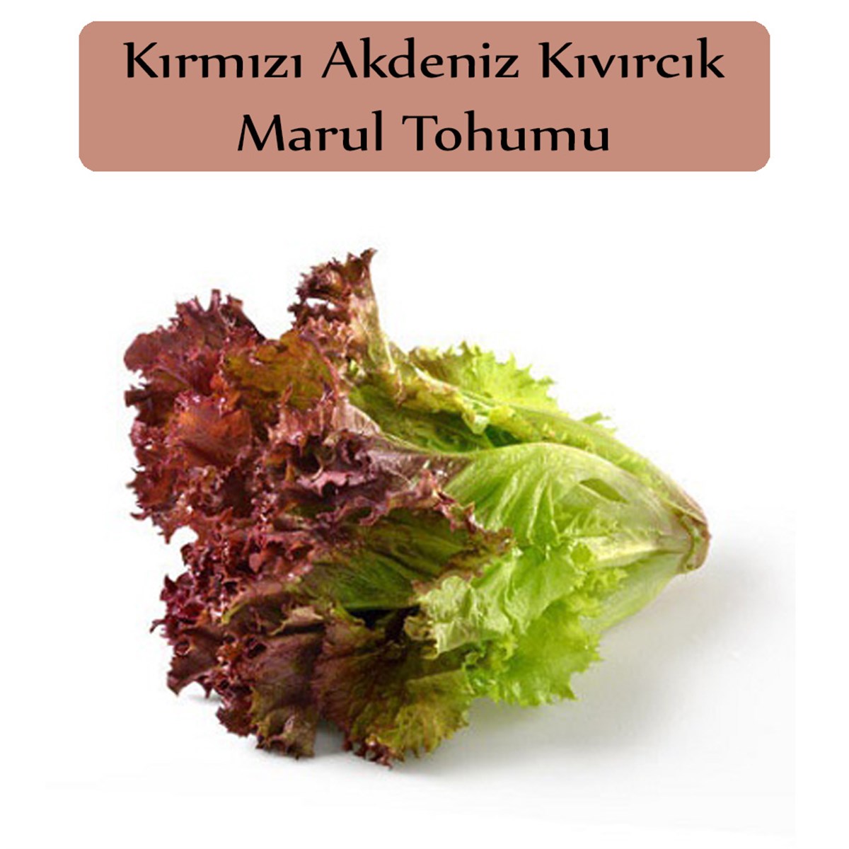 Kırmızı Marul Tohumu 1 Paket (1Gr=850+Adet) Kırmızı Kıvırcık