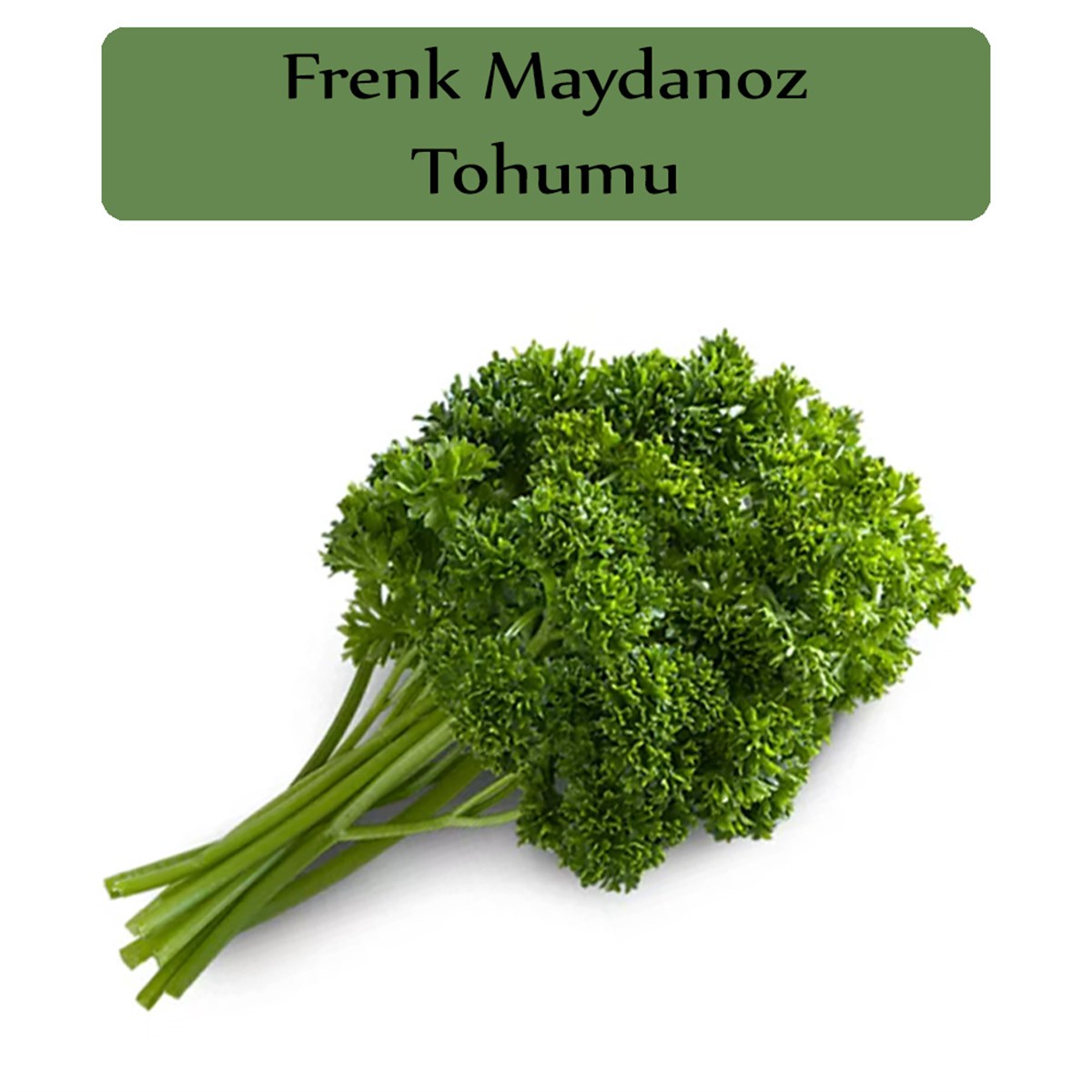 Kıvırcık Frenk Maydanoz Tohumu 1 Paket 10 Gr. Frenk Maydanozu