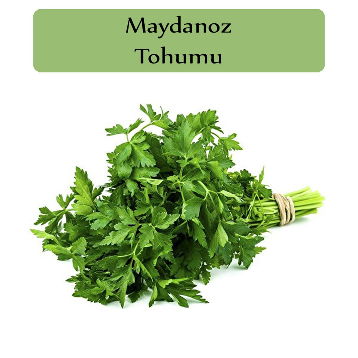 Maydanoz Tohumu 1 Paket (10Gr=5000+ Adet)