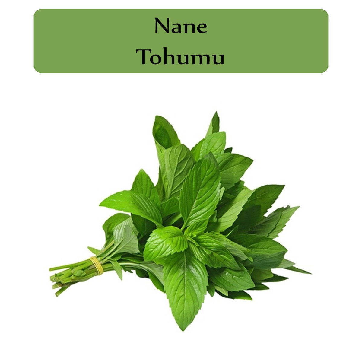 Nane Tohumu 1 Paket (0,02Gr) Kokulu Nane Tohumu