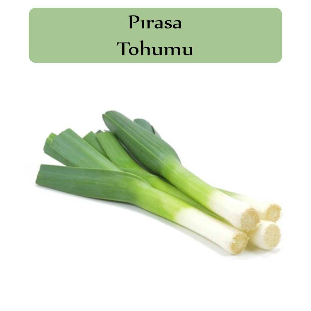 Pırasa Tohumu 1 Paket (10Gr=3000+ Adet) İnegöl Pırasa Tohumu