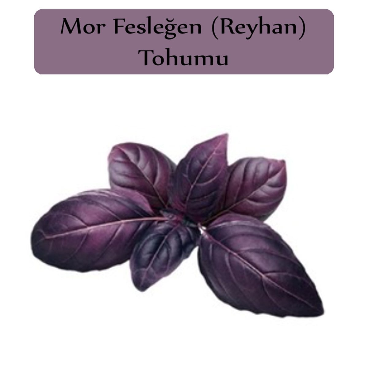 Reyhan Tohumu 1 Paket (3Gr=100+ Adet) Mor Reyhan Tohumu Mor Fesleğen Tohumu