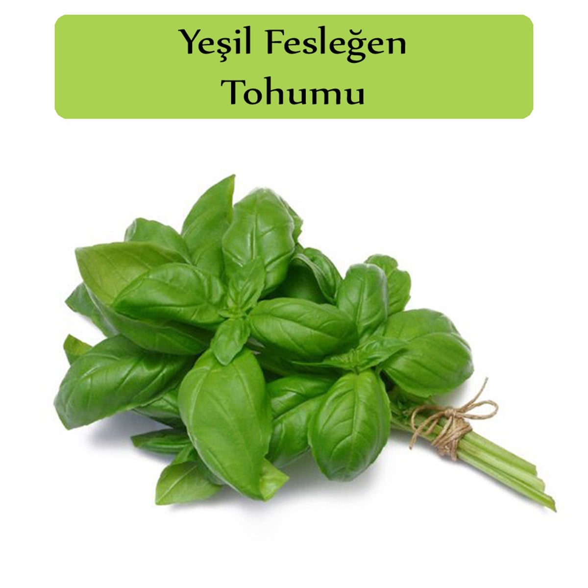 Reyhan Tohumu 1 Paket (3Gr=100+ Adet) Yeşil Fesleğen Tohumu