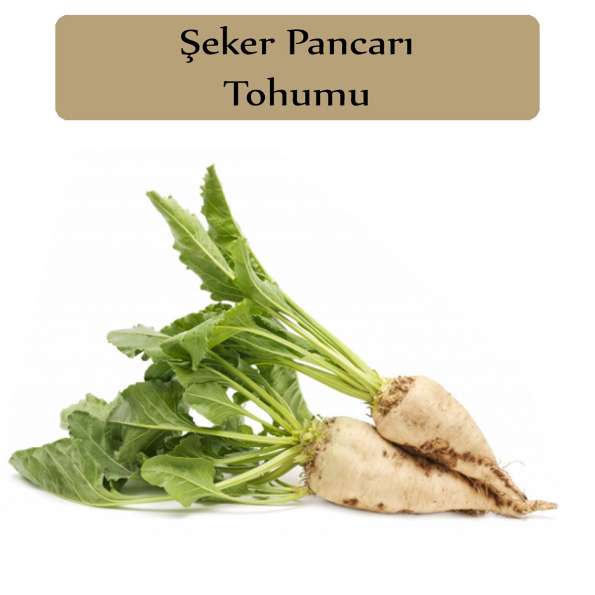 Şeker Pancarı Tohumu 1 Paket (10Gr=500+ Adet) Pancar Tohumu