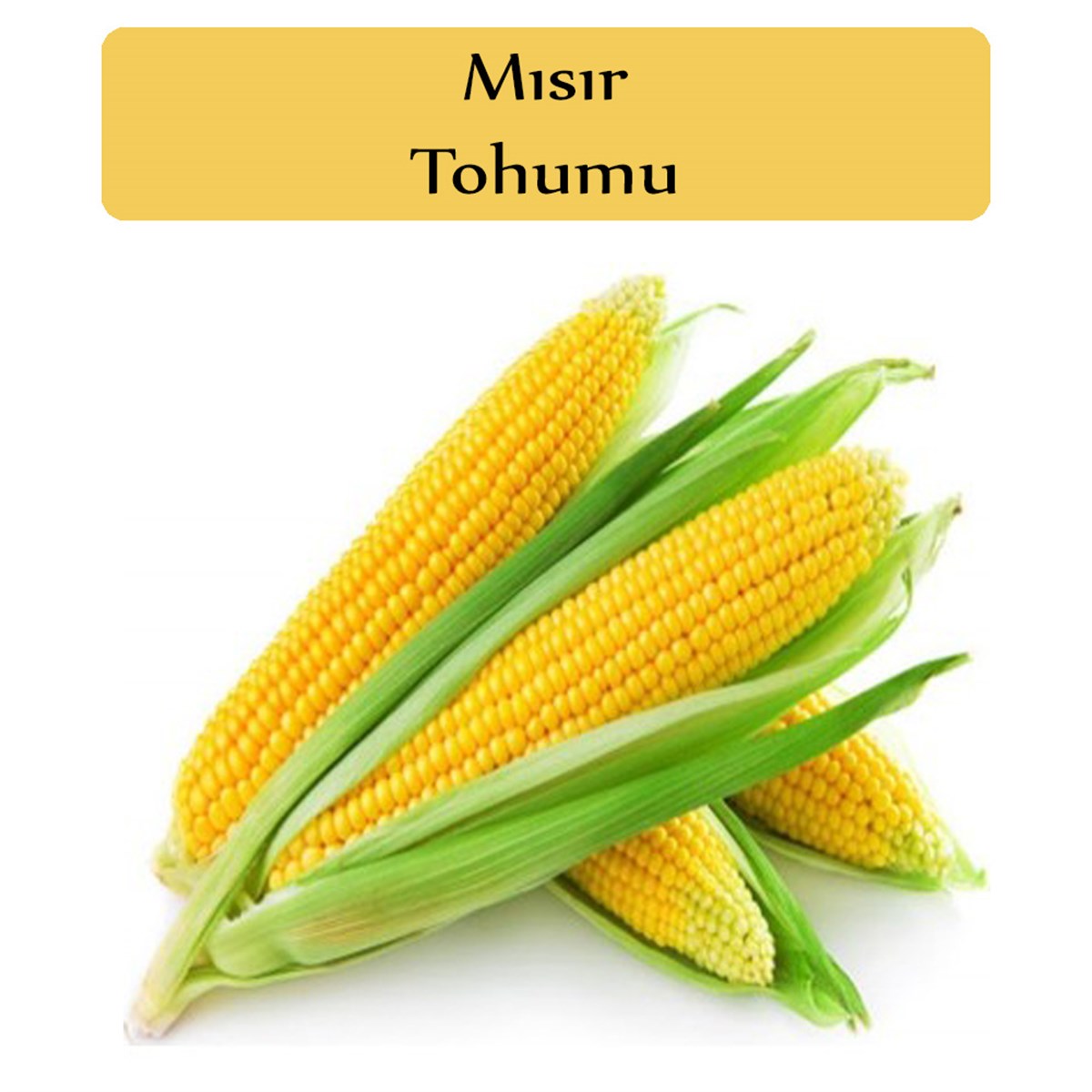 Tatlı Mısır Tohumu 1 Paket (10Gr=45+ Adet) Mısır Tohumu