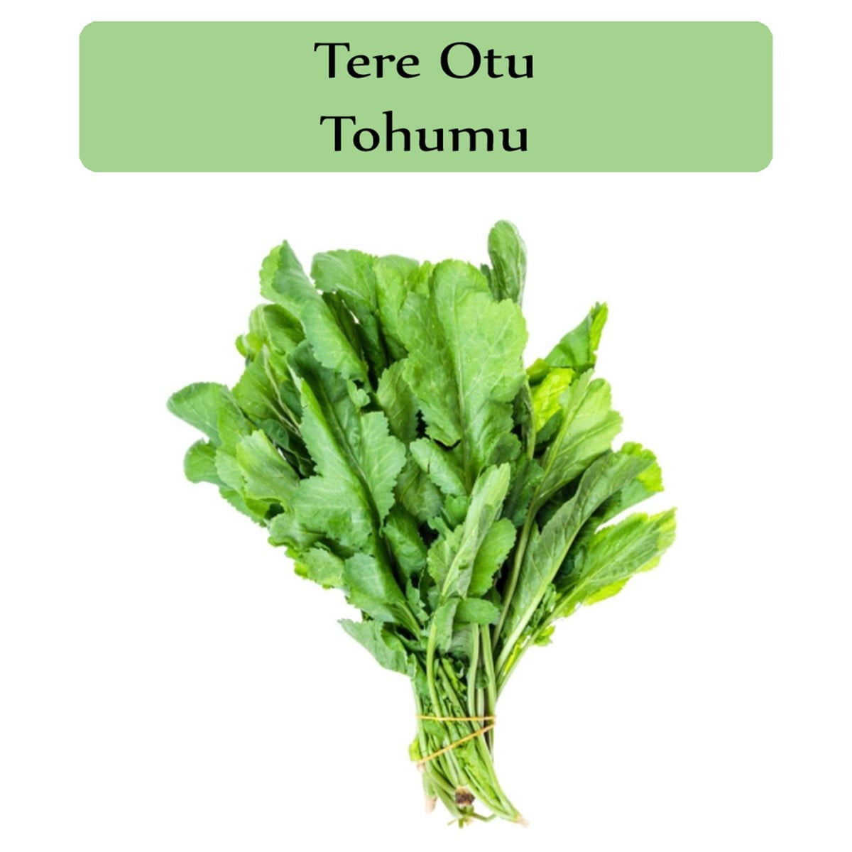Tere Tohumu 1 Paket (10Gr=5000+ Adet) Tere Otu Tohumu Geniş Yapraklı Tere