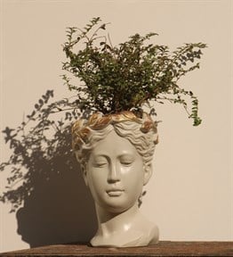 Antik Helen Kafası Beton El Yapımı Büst Saksı Ekru boyalı (tacı altın) Hanımeli bitkili
