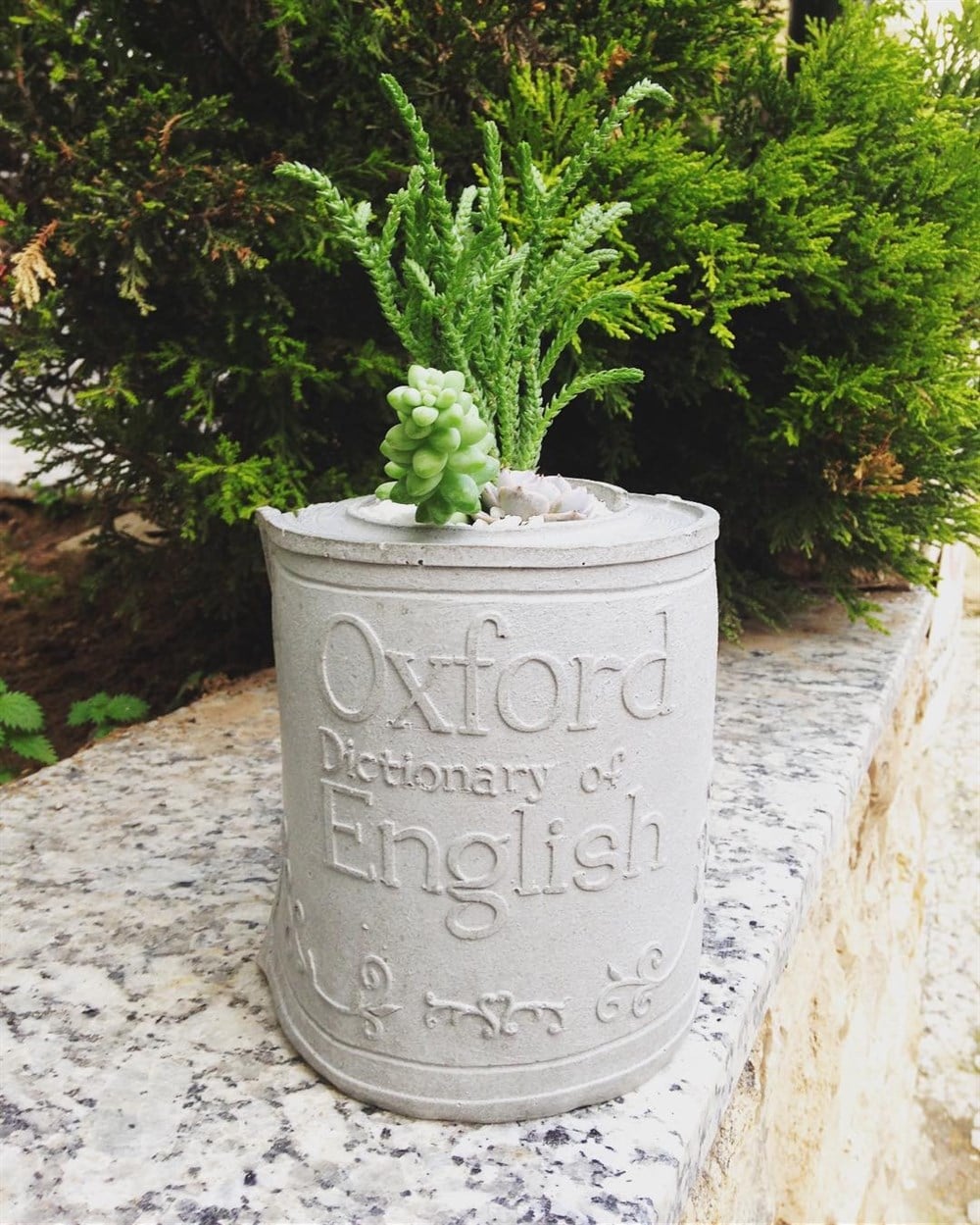 Beton Saksıda Karışık Sukulent Oxford Kitap Tasarım