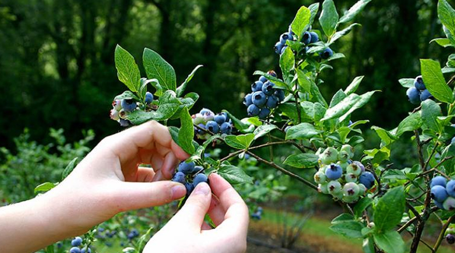 Orman Toplayıcılığı (Foraging) nedir? Bizimle neler yapabilirsiniz?