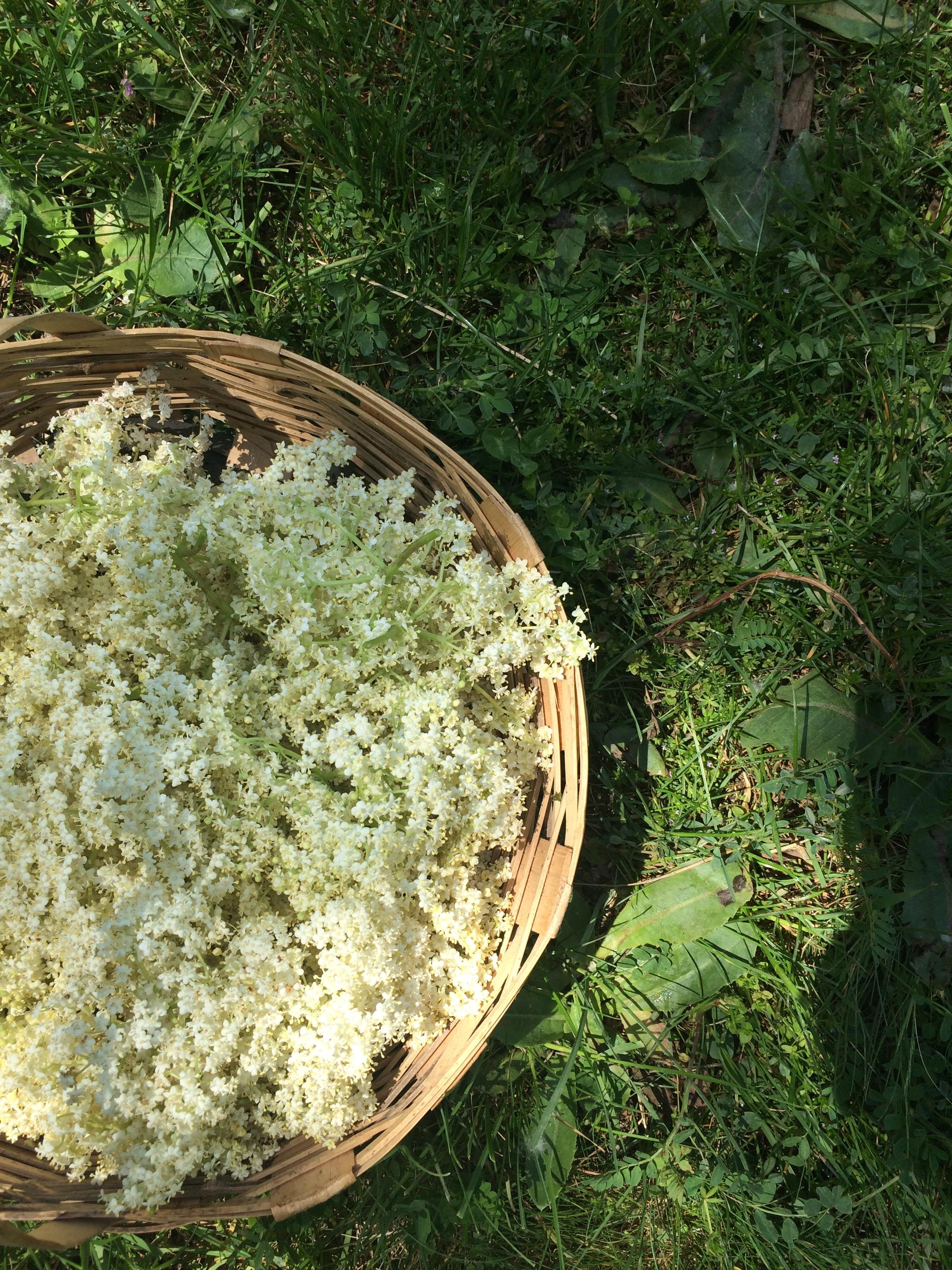 Kuru Mürver Çiçeği 100 gr