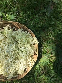 Kuru Mürver Çiçeği 100 gr