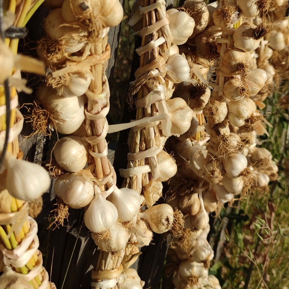 Organik Taşköprü Sarımsağı 500 Gr.