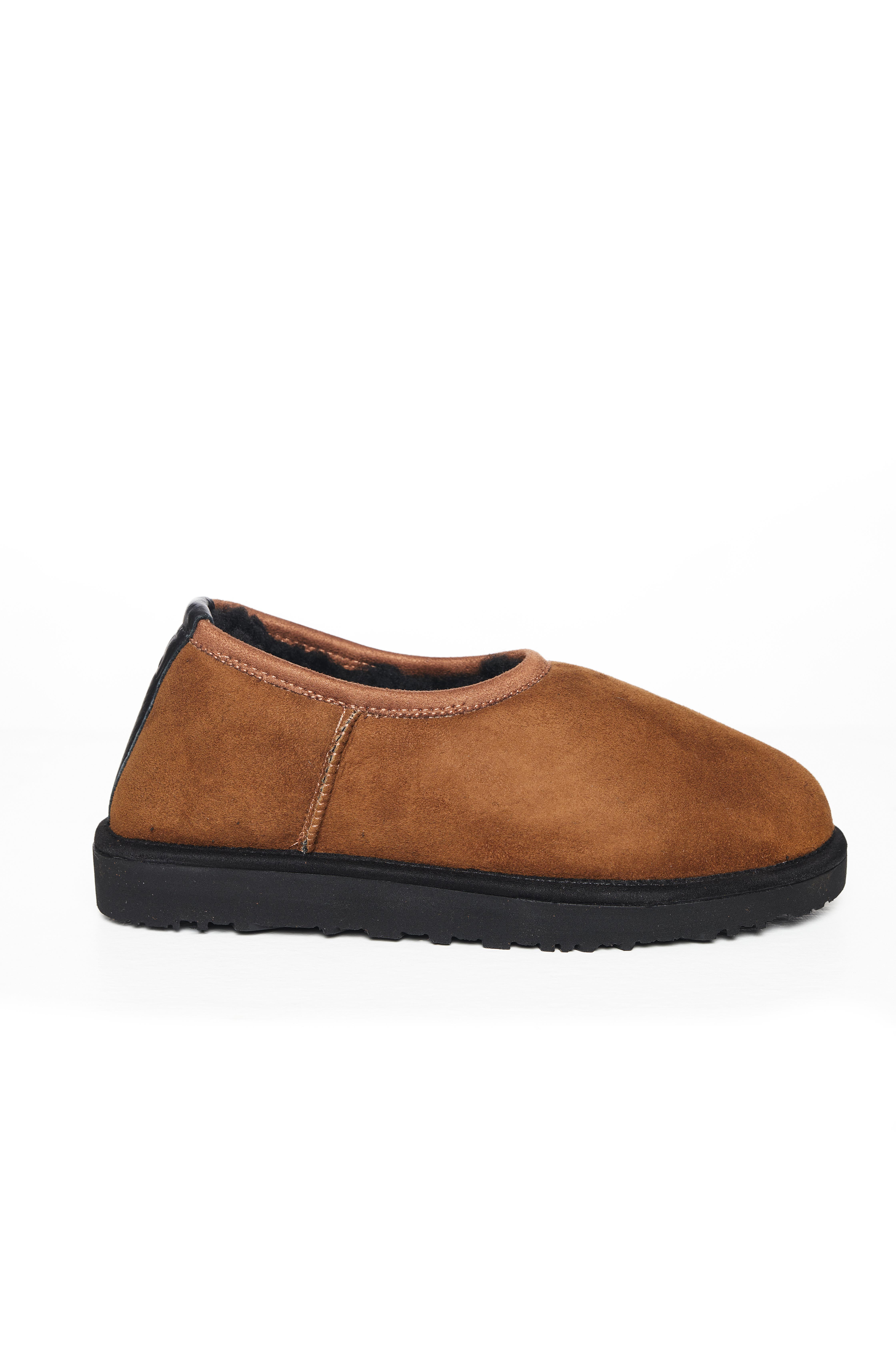 Taba Bileksiz Tüylü Bot