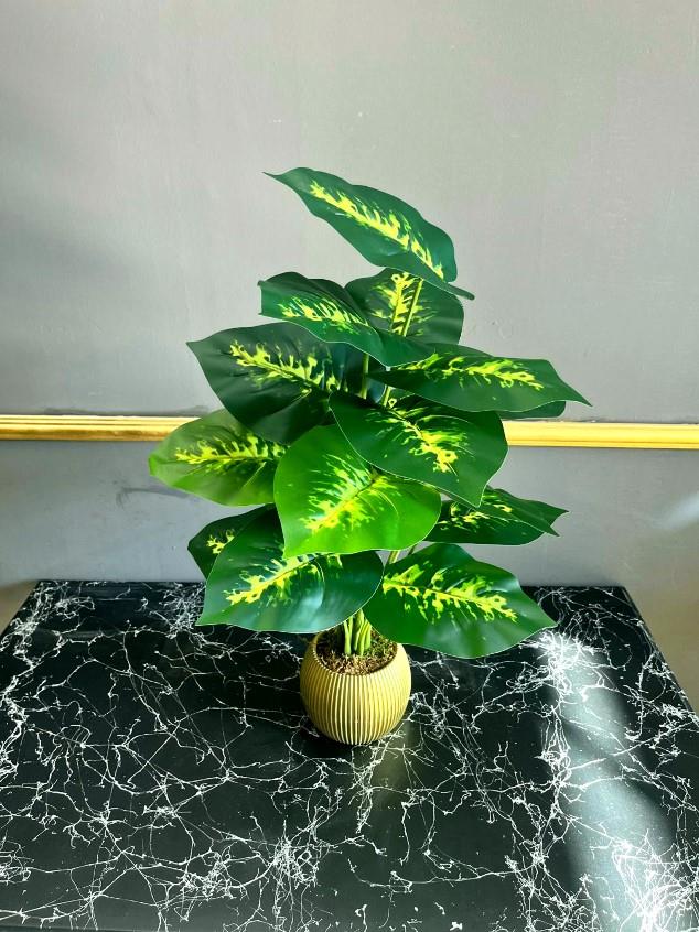  18 YAPRAKLI 70 CM DİFENBAHYA SALON ÇİÇEĞİ