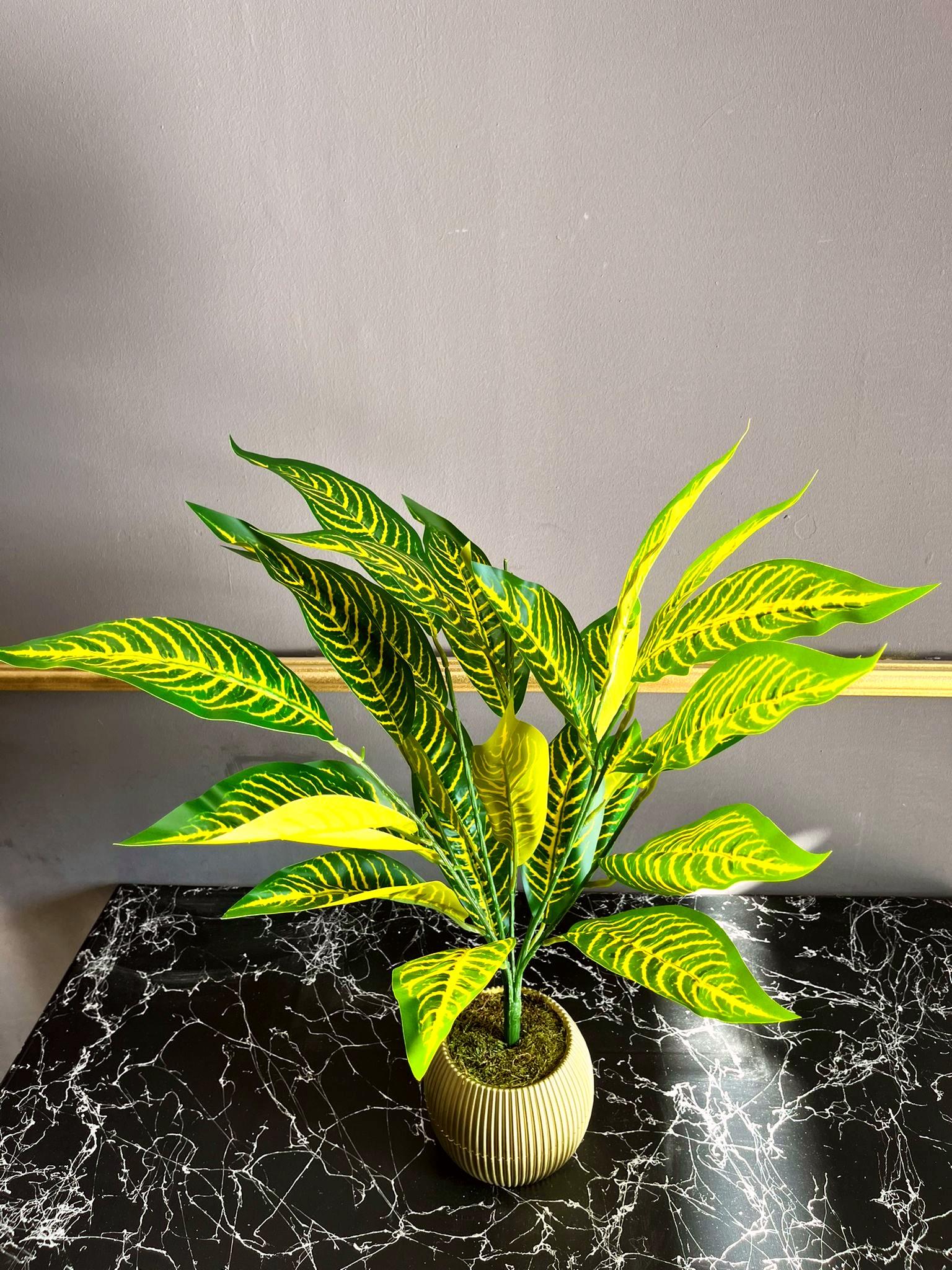  Yapay Kraton Petra Bitkisi 70 cm