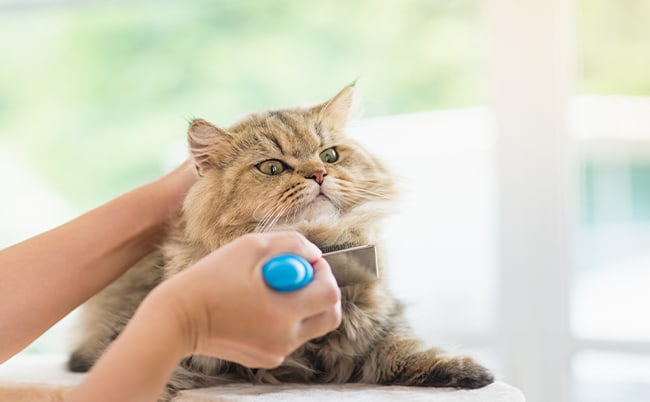 Köpek ve Kediler için Tüy Bakımı Nasıl Yapılır?