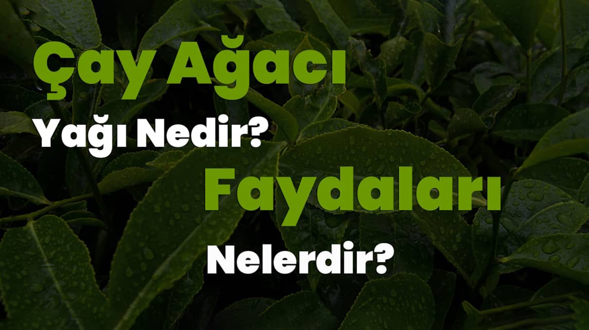 çay ağacı yağı nedir faydaları nelerdir