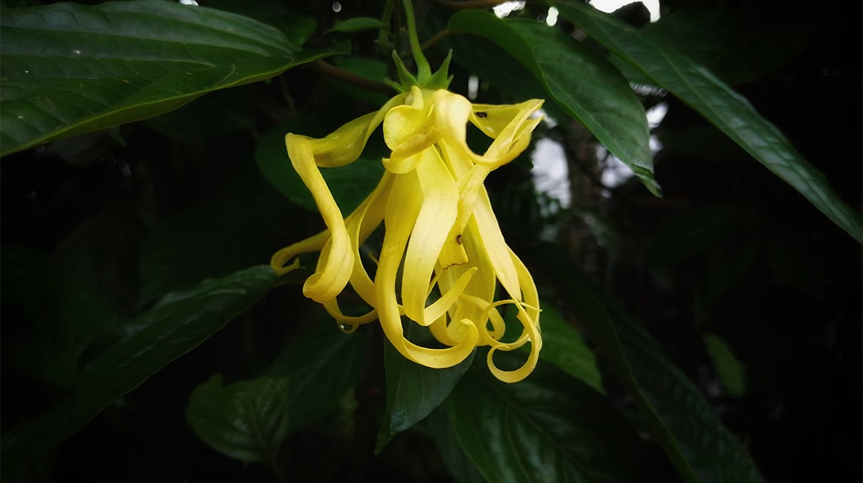 Ylang Ylang Yağı Nasıl Kullanılır? Faydaları Nelerdir?