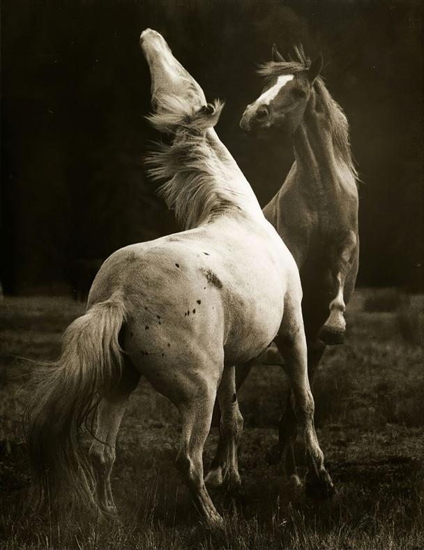 Hayvan Resimli 3d Duvar Kağıdı-30