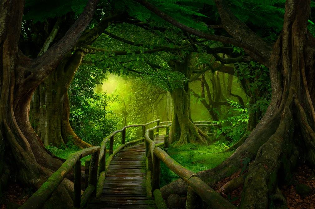 Orman Manzaralı Duvar Kağıdı-34