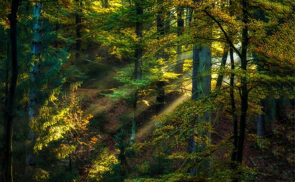 Orman Manzaralı Duvar Kağıdı-36