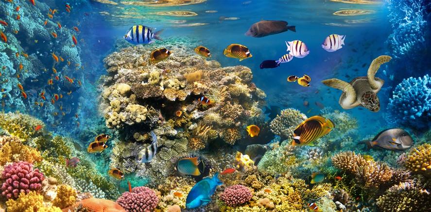 Denizaltı Duvar Kağıdı-34