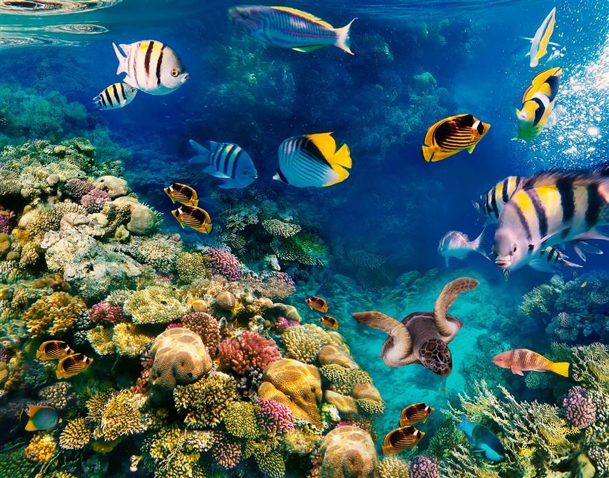 Denizaltı Duvar Kağıdı-35