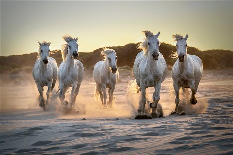 Hayvan Resimli 3d Duvar Kağıdı-27