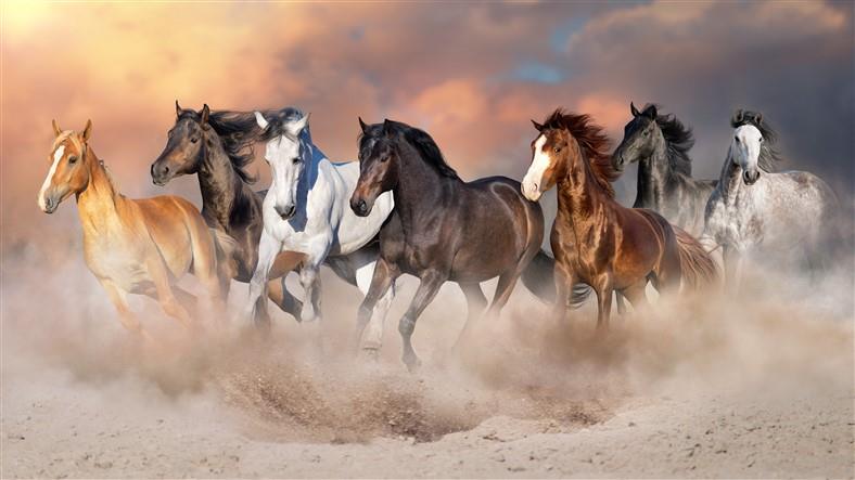 Hayvan Resimli 3d Duvar Kağıdı-28