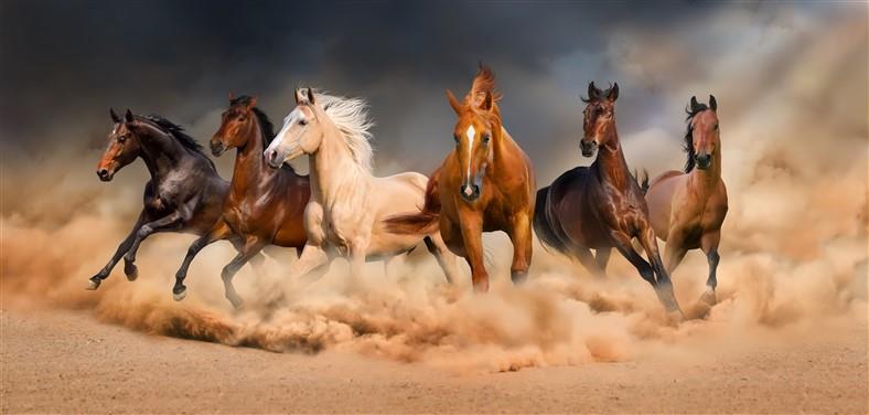 Hayvan Resimli 3d Duvar Kağıdı-42