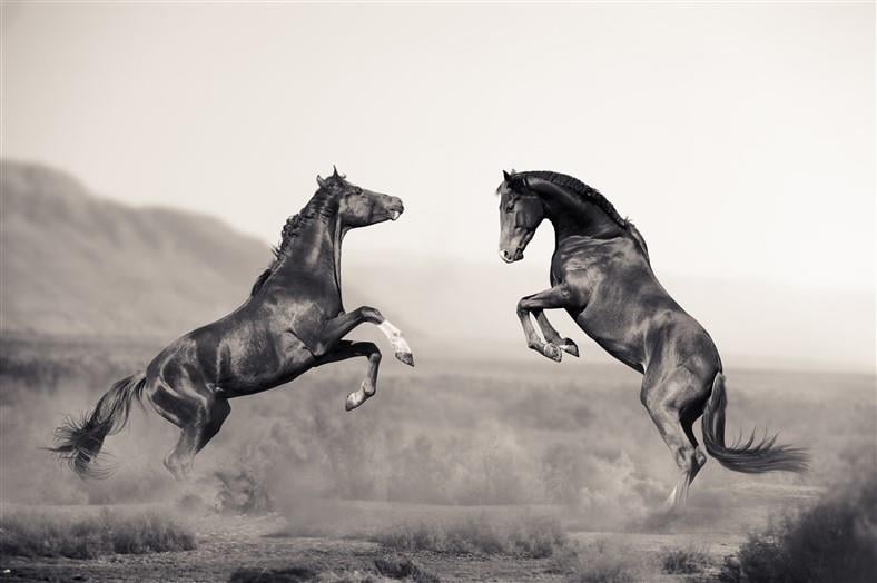 Hayvan Resimli 3d Duvar Kağıdı-46